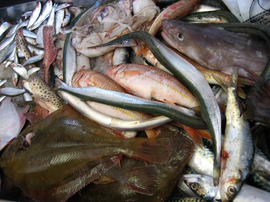 Fish