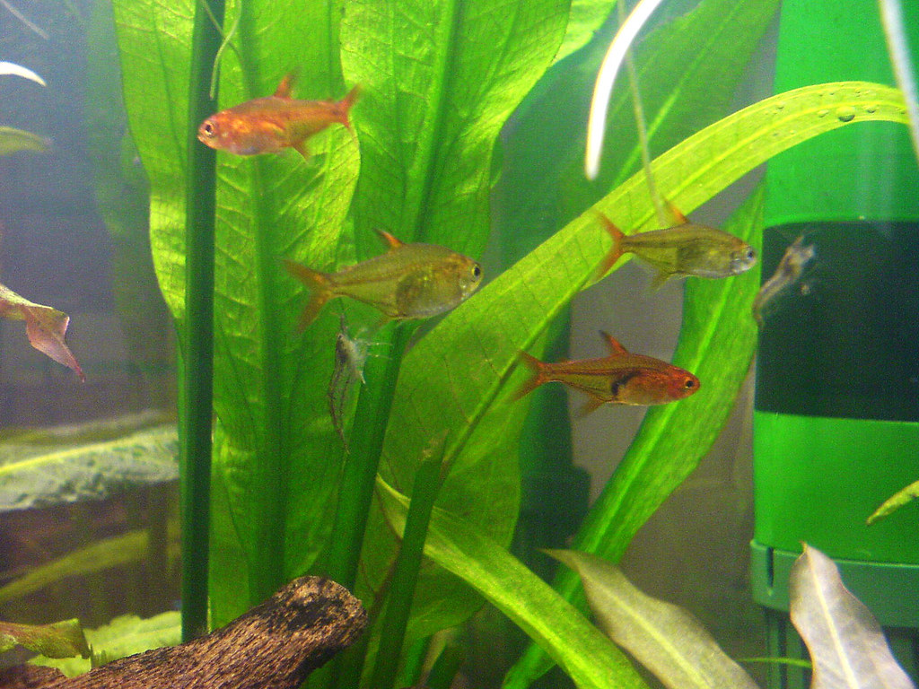 Ember Tetra