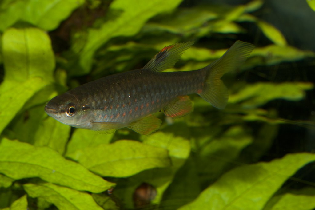 egg splashing tetra