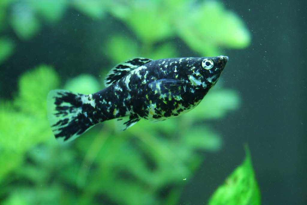 female molly