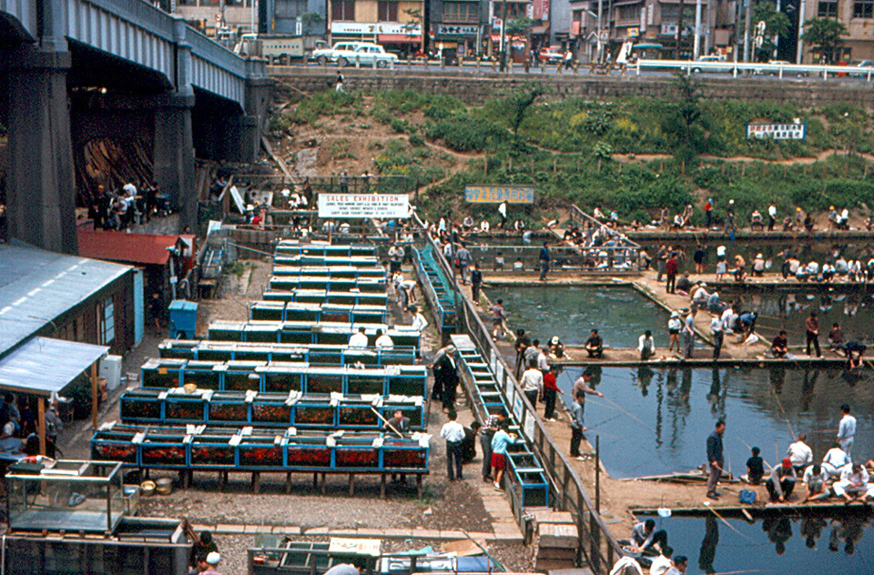 Tokyo - Goldfish Market