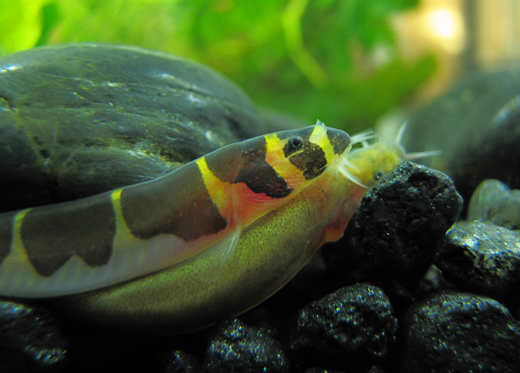 Kuhli Loaches