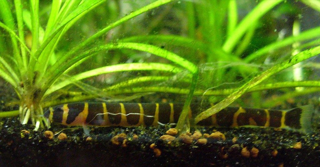 Posing Kuhli Loach