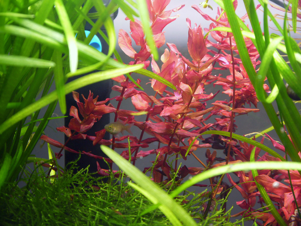Ickle baby goldfish