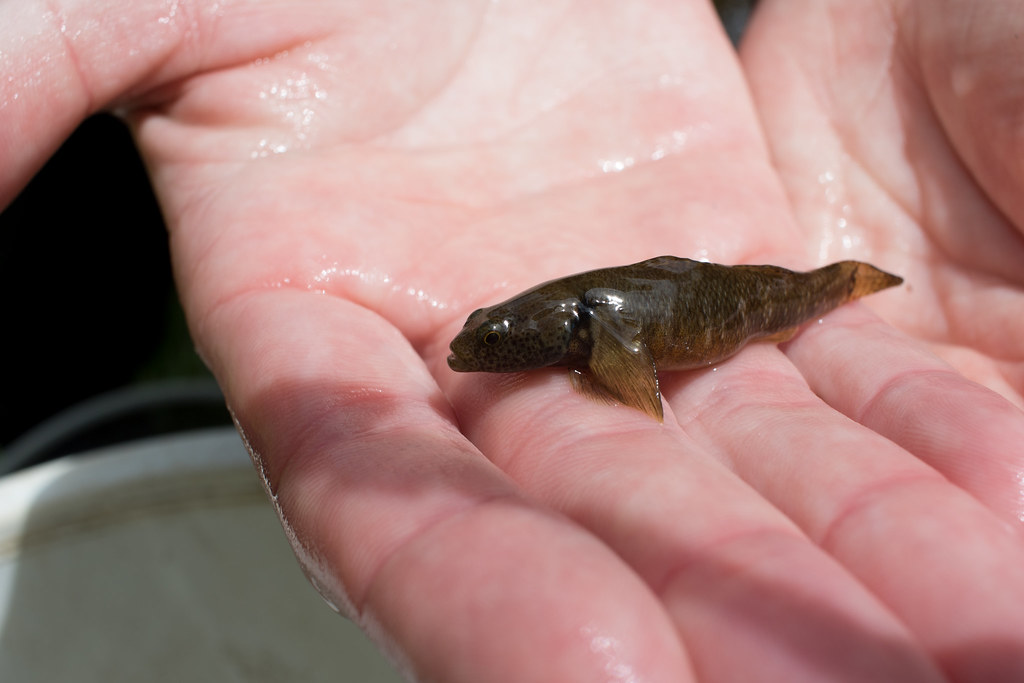 Native Freshwater Fish (Bully)