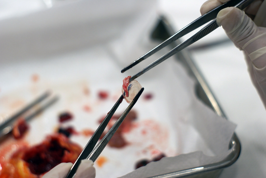 Goldfish Post-mortem: Inflated Swim bladder