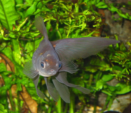 Blue goldfish