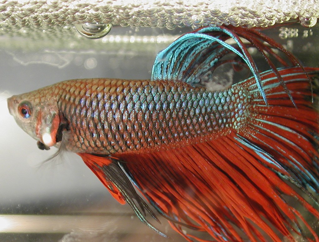 Male Betta Beauty