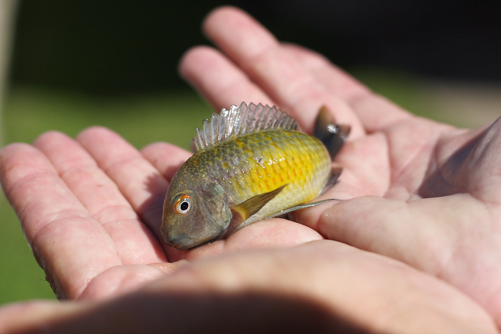 Tropheus kalambo
