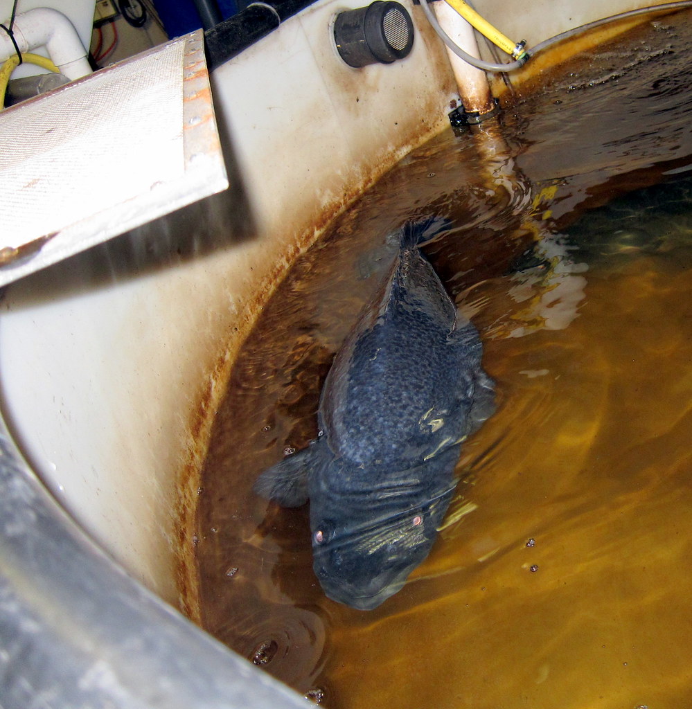 This one had a swim bladder problem