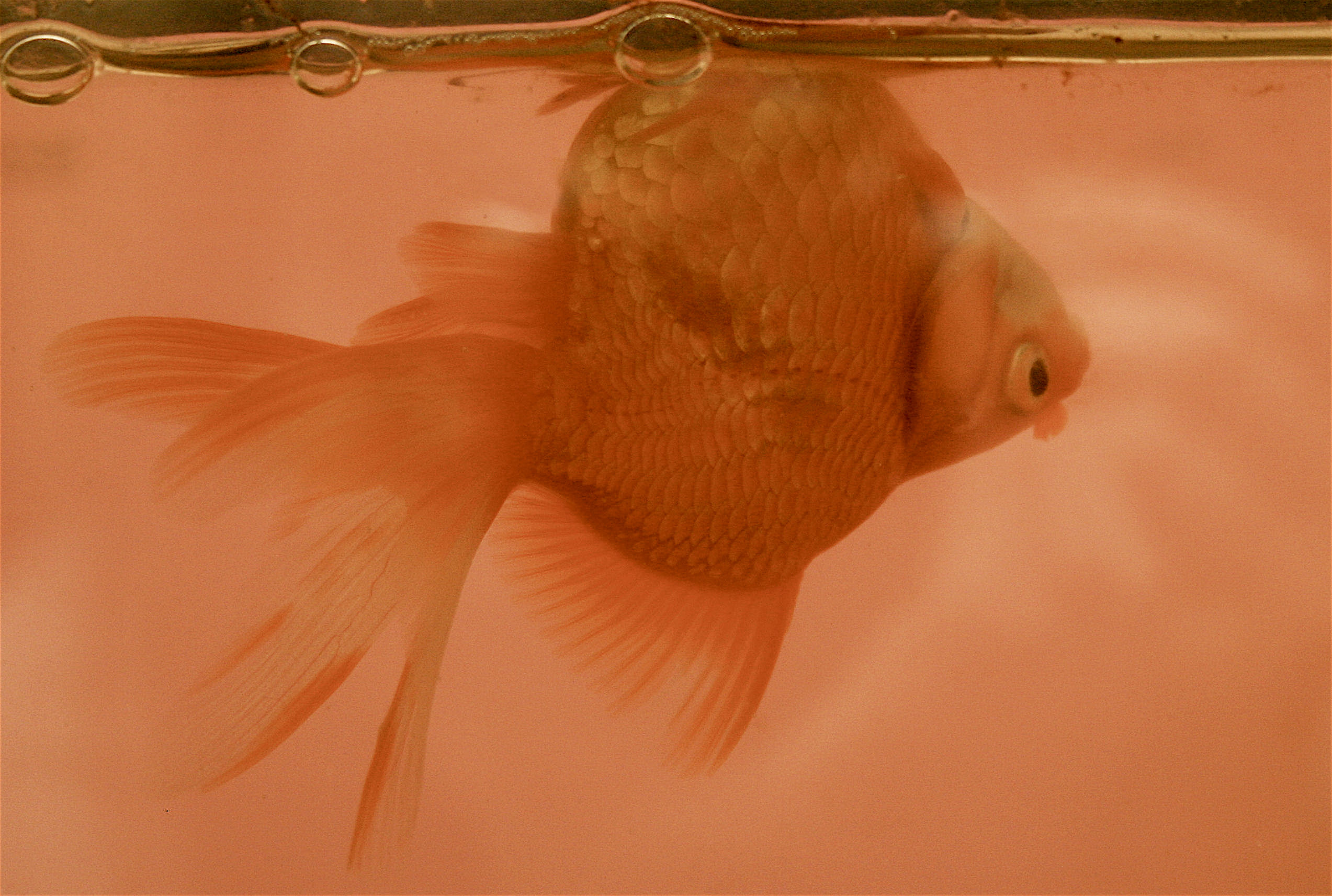 Goldfish with swim bladder disease