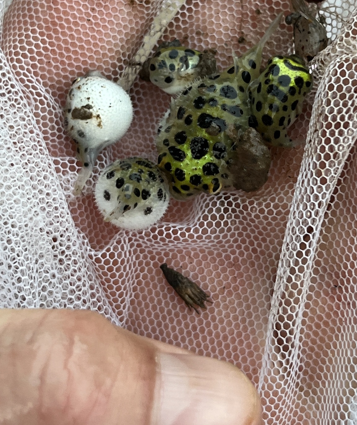 Green Spotted Puffer imported from iNaturalist photo 353581640 on 3 December 2024 (cropped 3)
