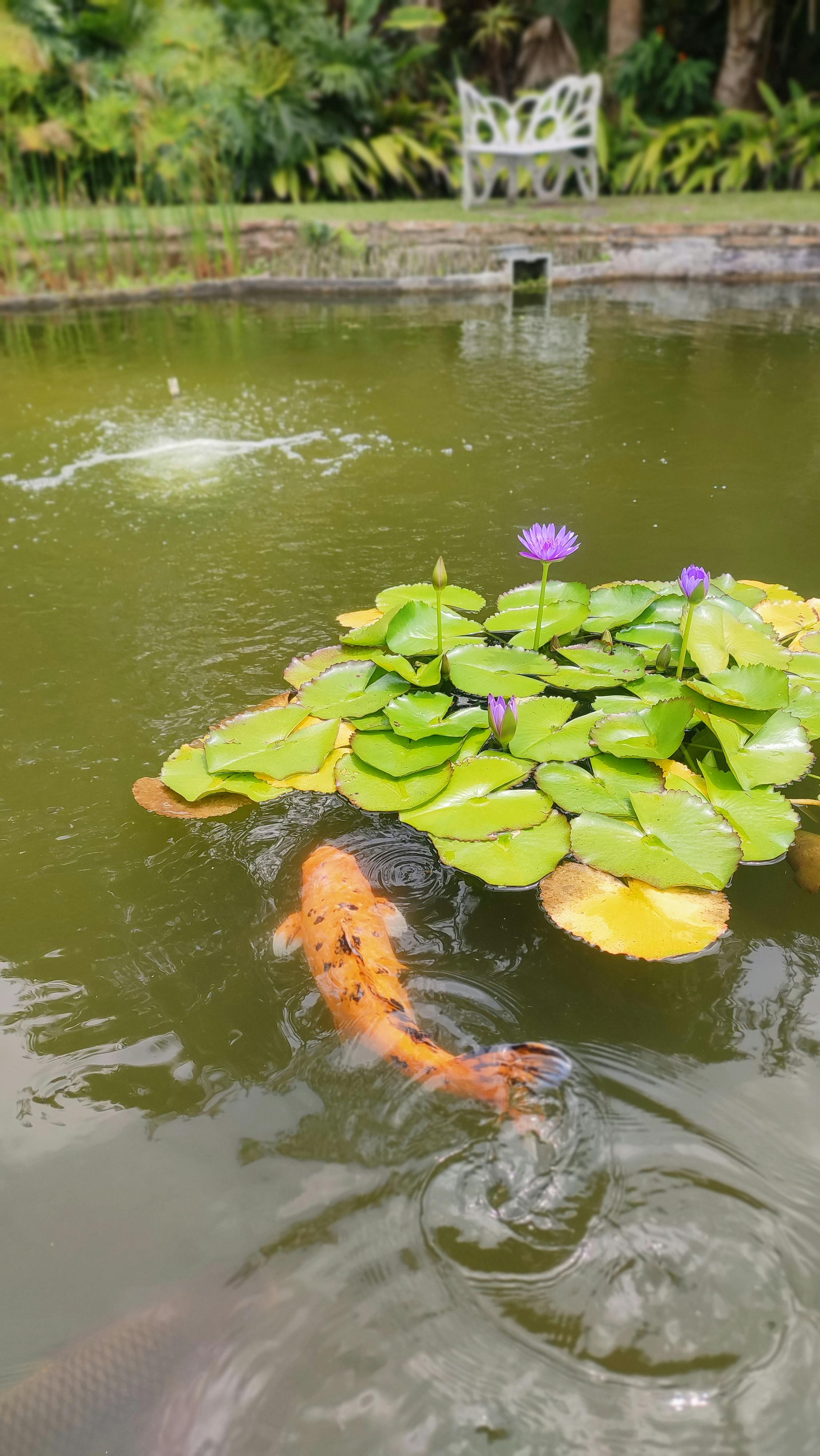 A peaceful koi pond with vibrant water lilies and lush greenery in Venezuela.