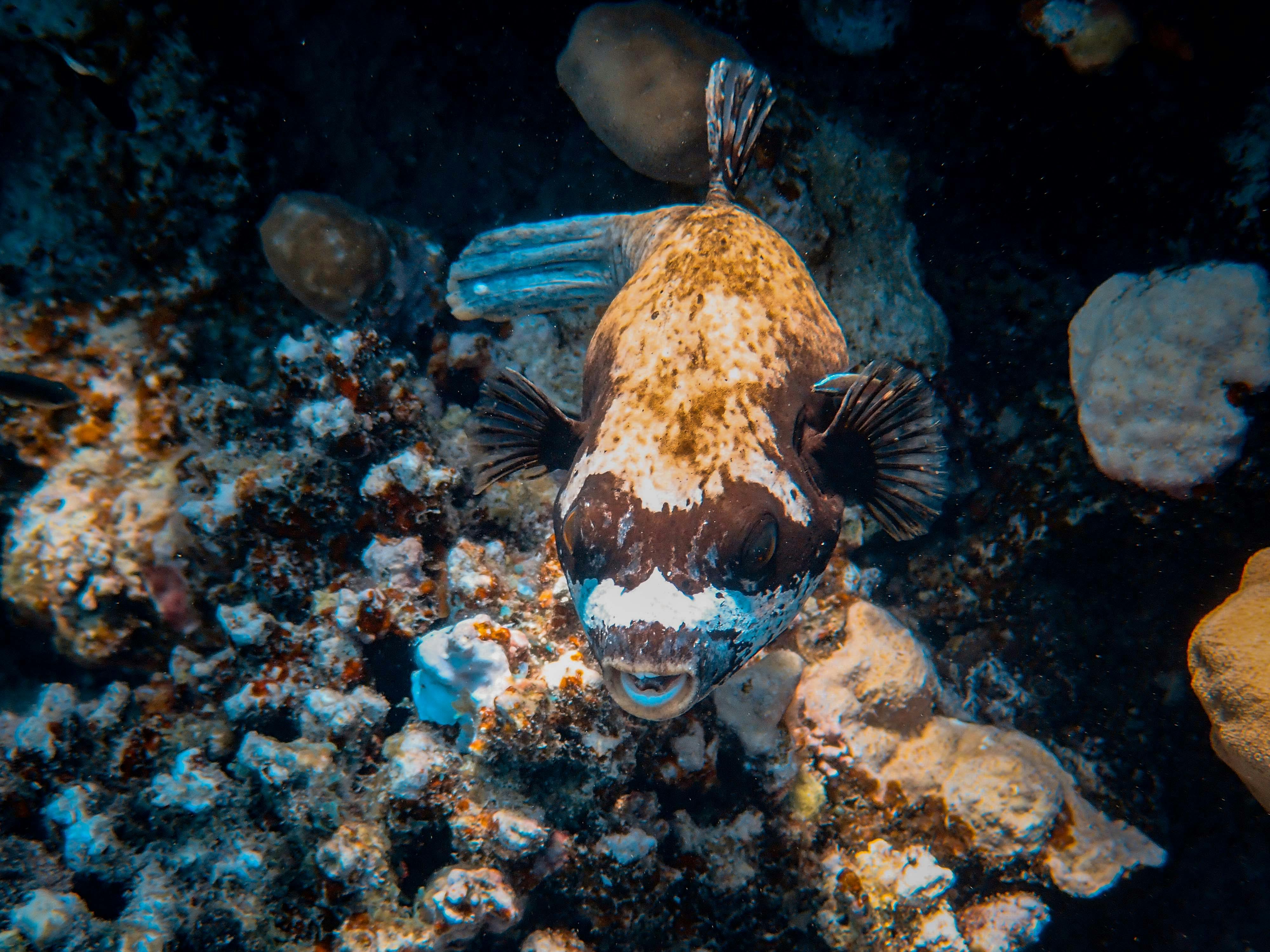 Detailed close-up of a puffer fish swimming on a vibrant coral reef underwater.