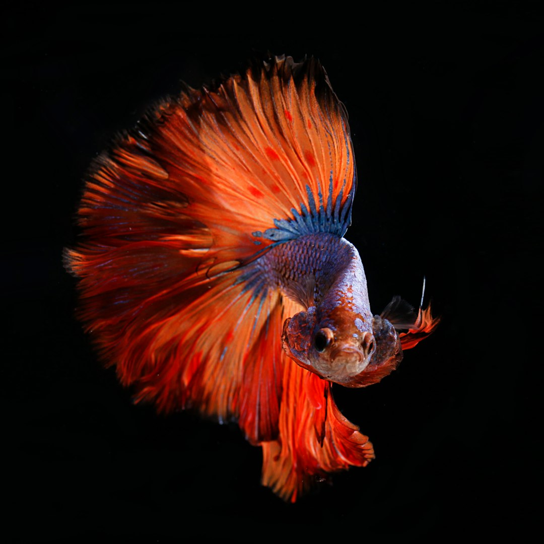 frozen daphnia for betta