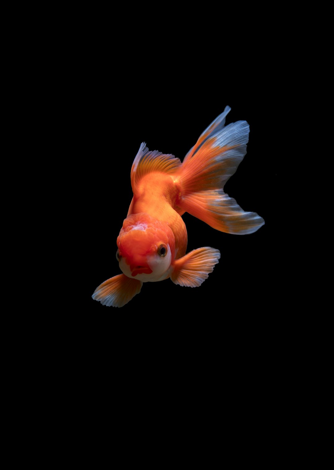 fish bloat or pregnant