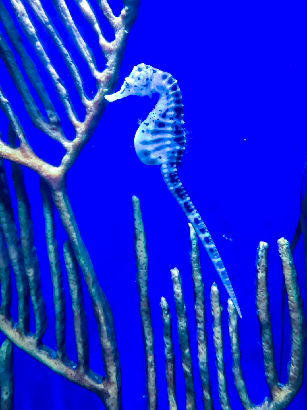 fish bloat or pregnant