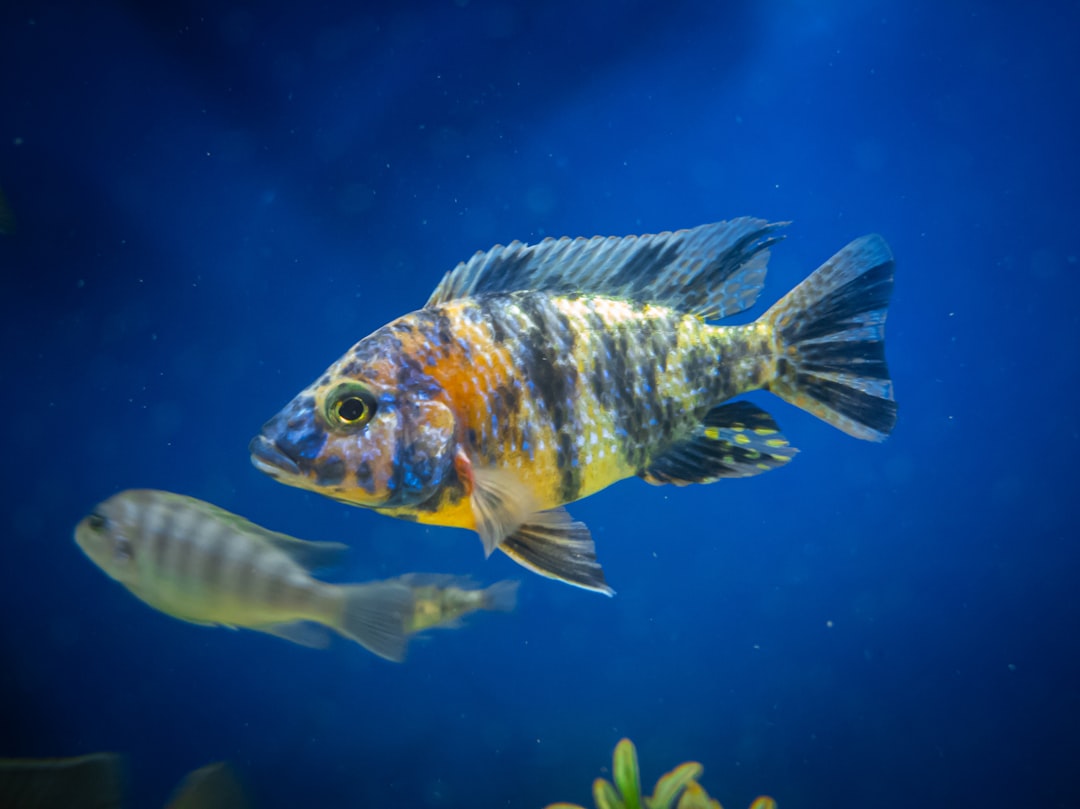 fish bloat or pregnant