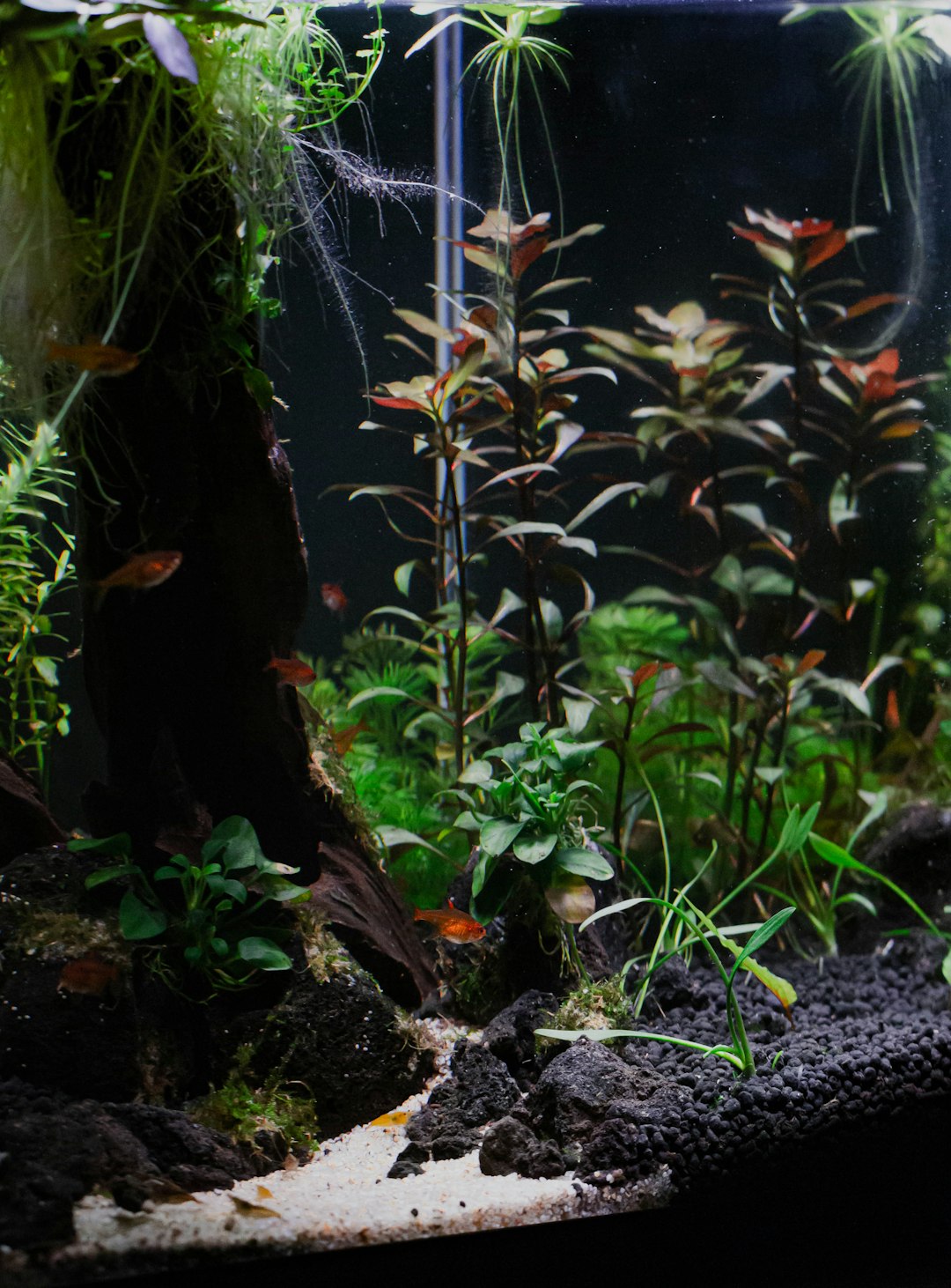 caring for an ember tetra
