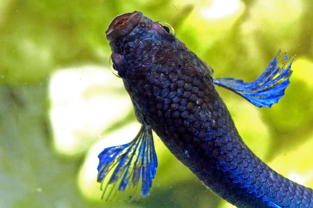 Fighting To Be A Betta Fish!