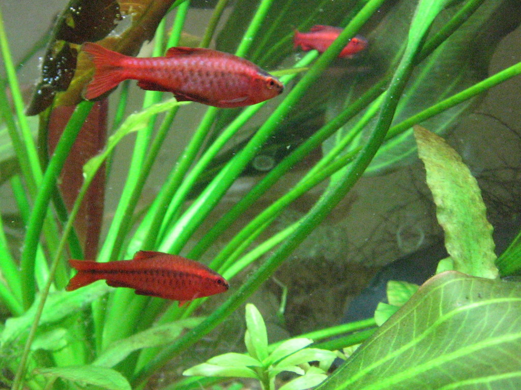 Three Cherry Barbs