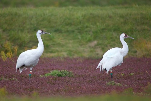 Whooping Cranes in Kentucky