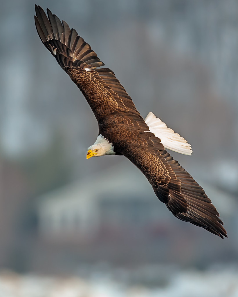 Old “Notch-Beak”