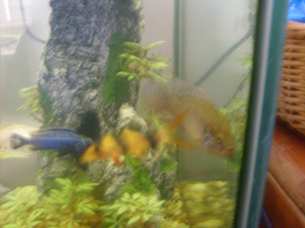 Two different Cichlids, and a clown loach (blury)