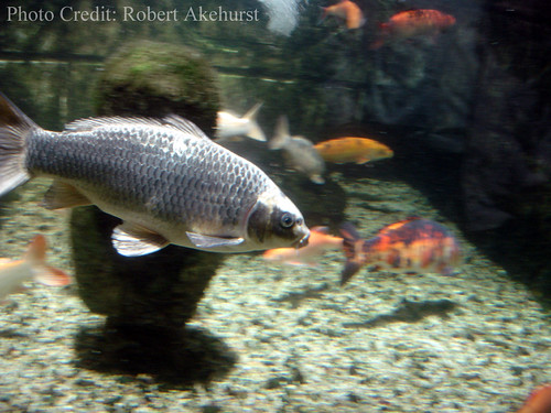 Ghost carp with koi