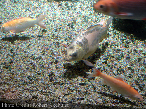 Ghost carp with golden orfe