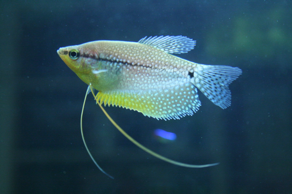 pearl gourami