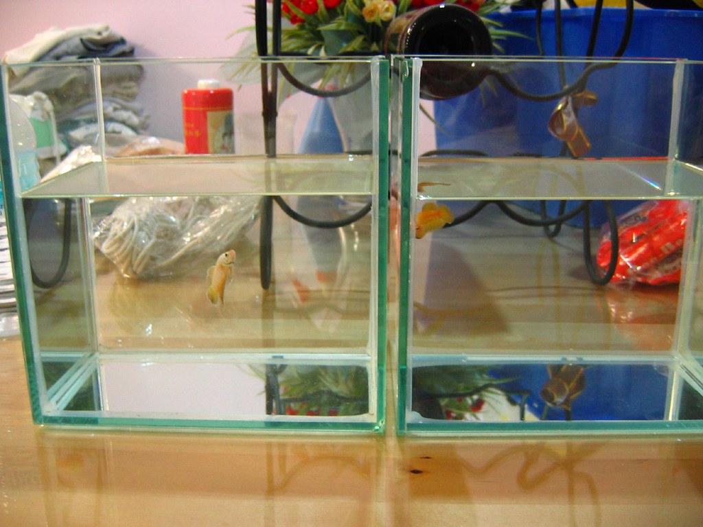 Betta Fish