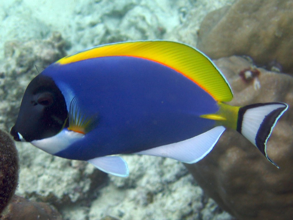 Powder Blue Tang