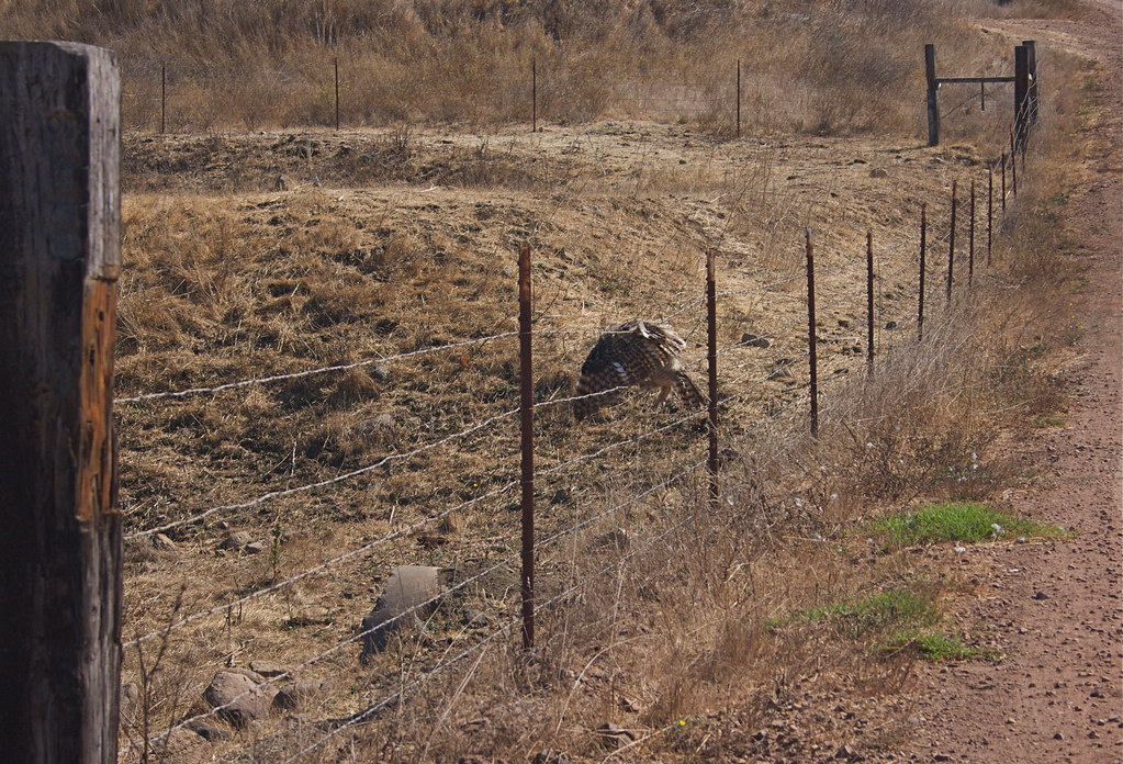 Pacific Wildlife Rescues Great Horned Owl
