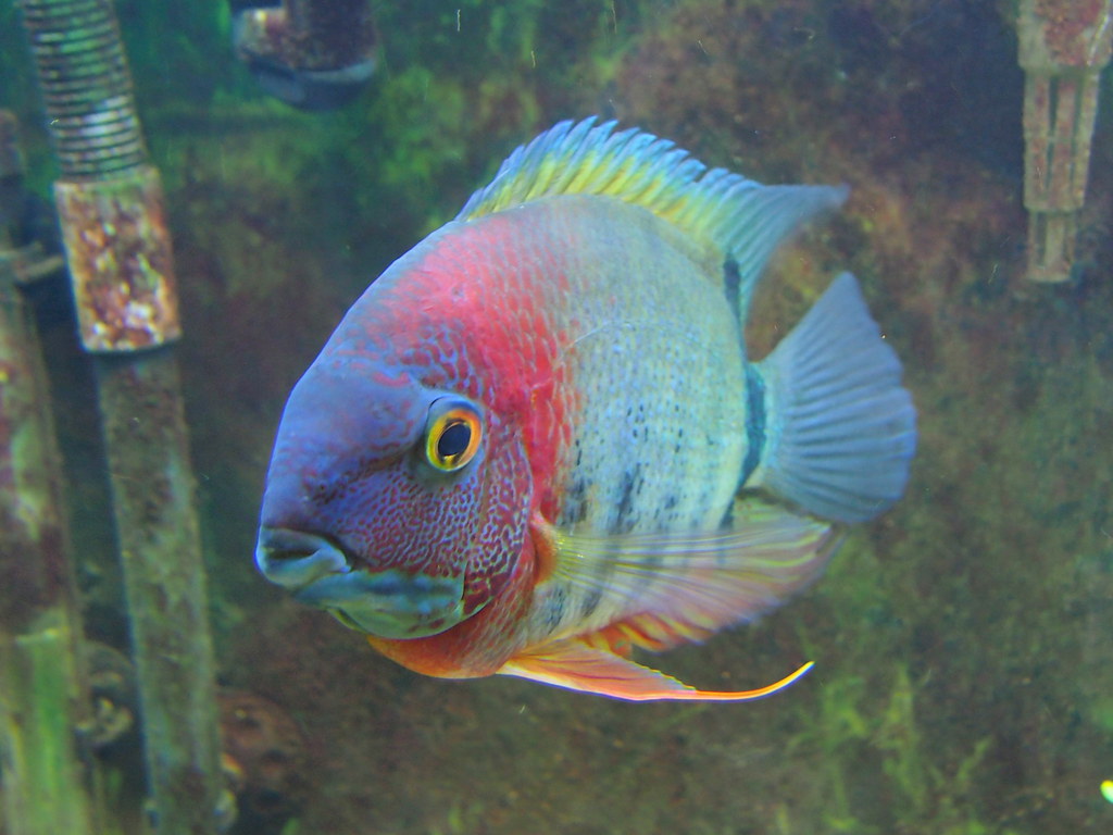 Rotkeil Severum with Olympus Pen E-PM1 Mini