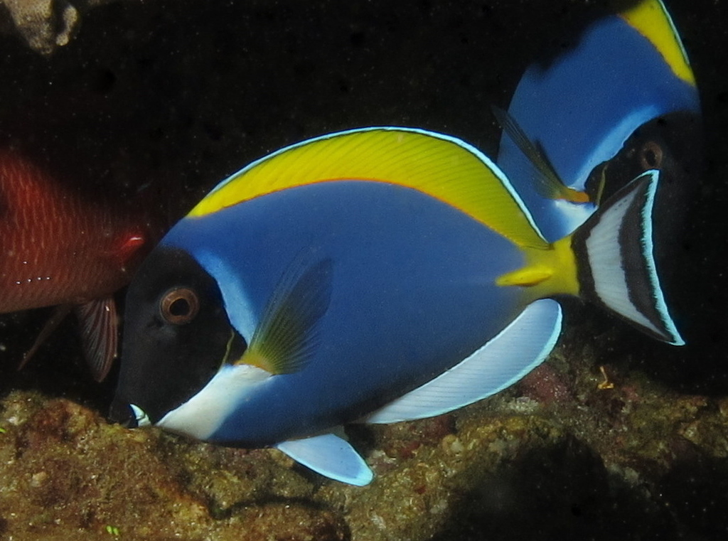 Powder Blue Tang or Powderblue Surgeonfish, Acanthurus leucosternon at Ponta do Ouro, Mozambique