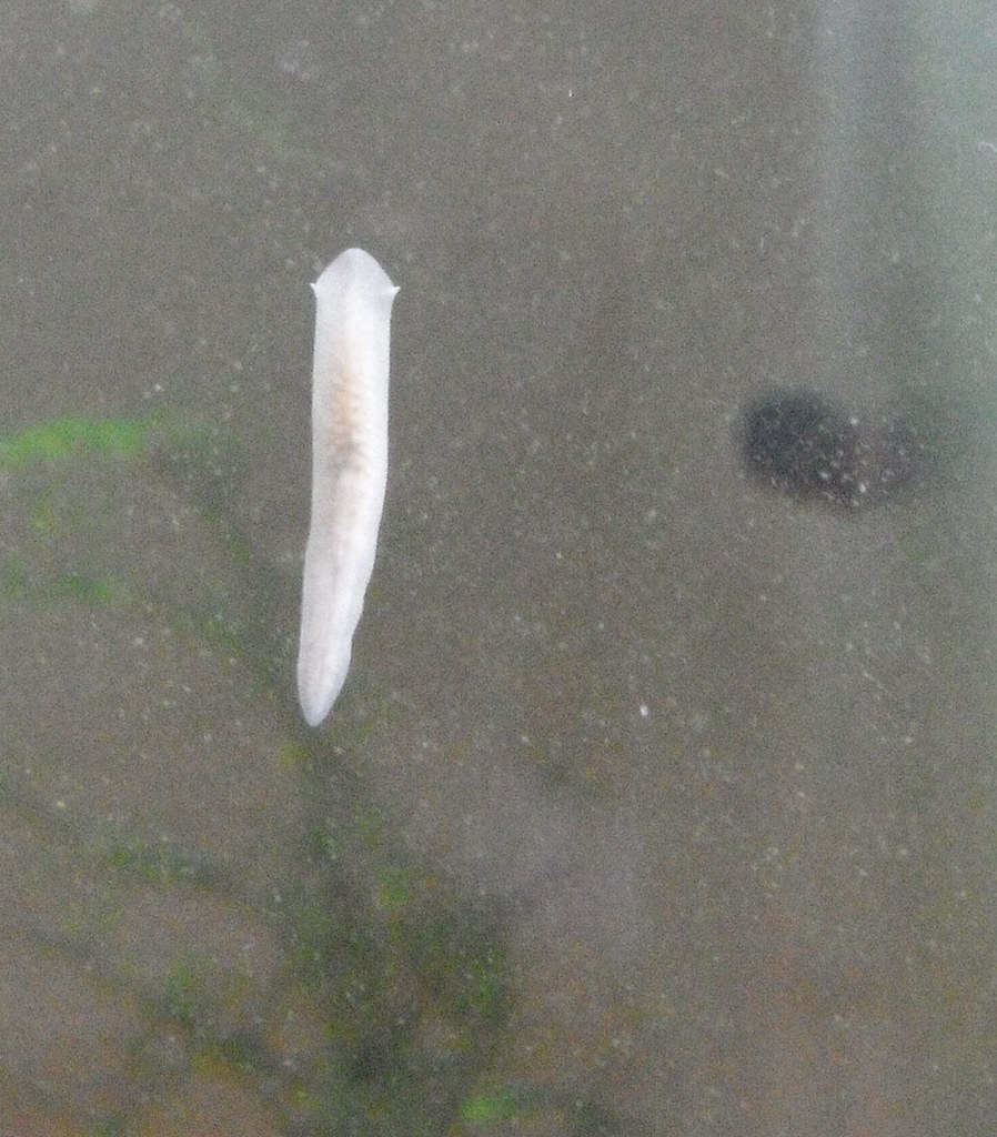 planaria sp.