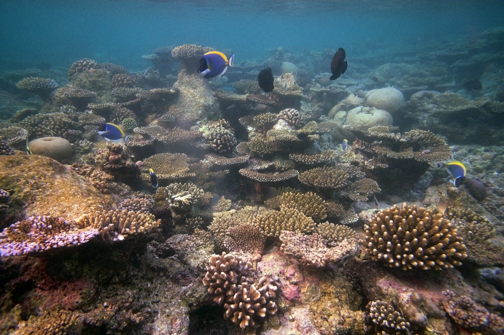 Diving Maldives Powder Blue Tang (Acanthurus leucosternon)