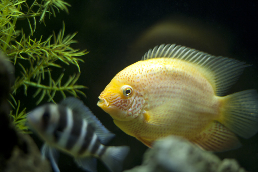 Gold Severum