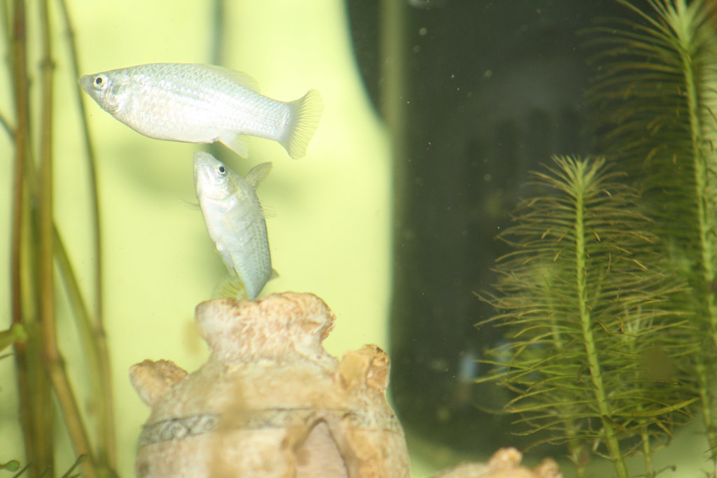 Sailfin Molly Fish 01