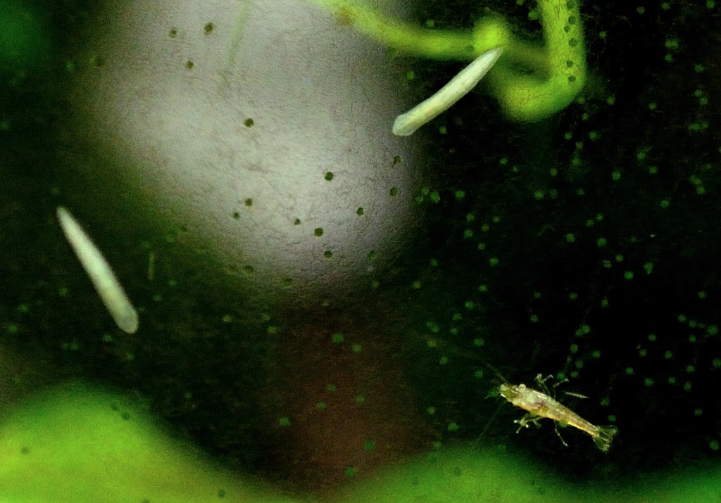 mega shrimp vs giant flatworm