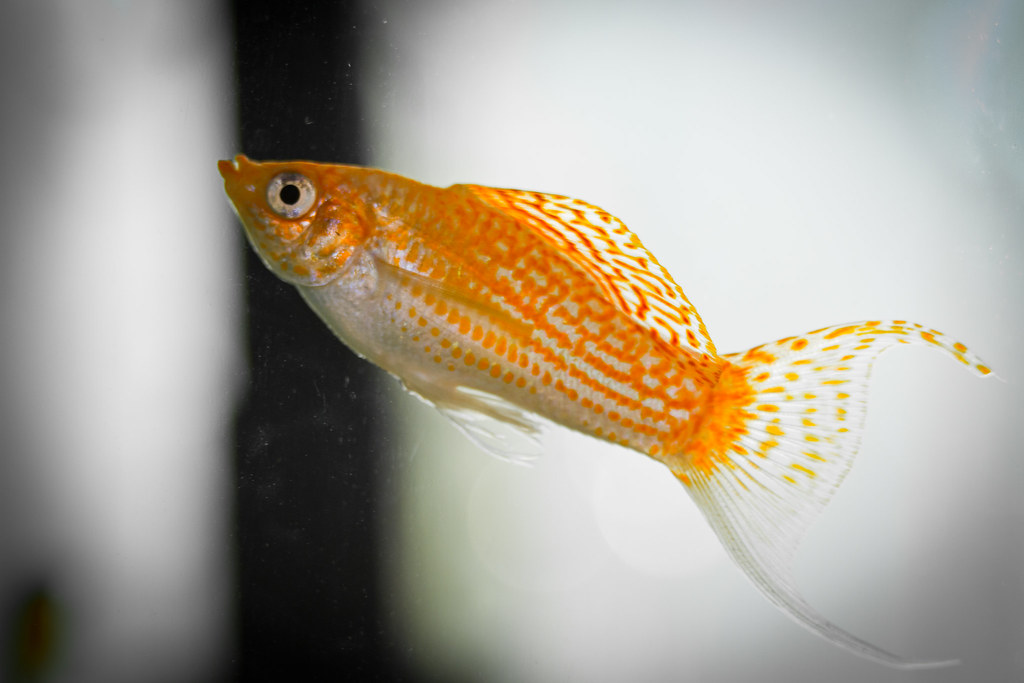 Molly Fish