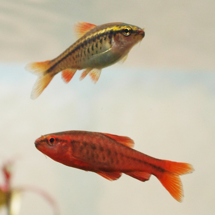 Cherry-barb female and male