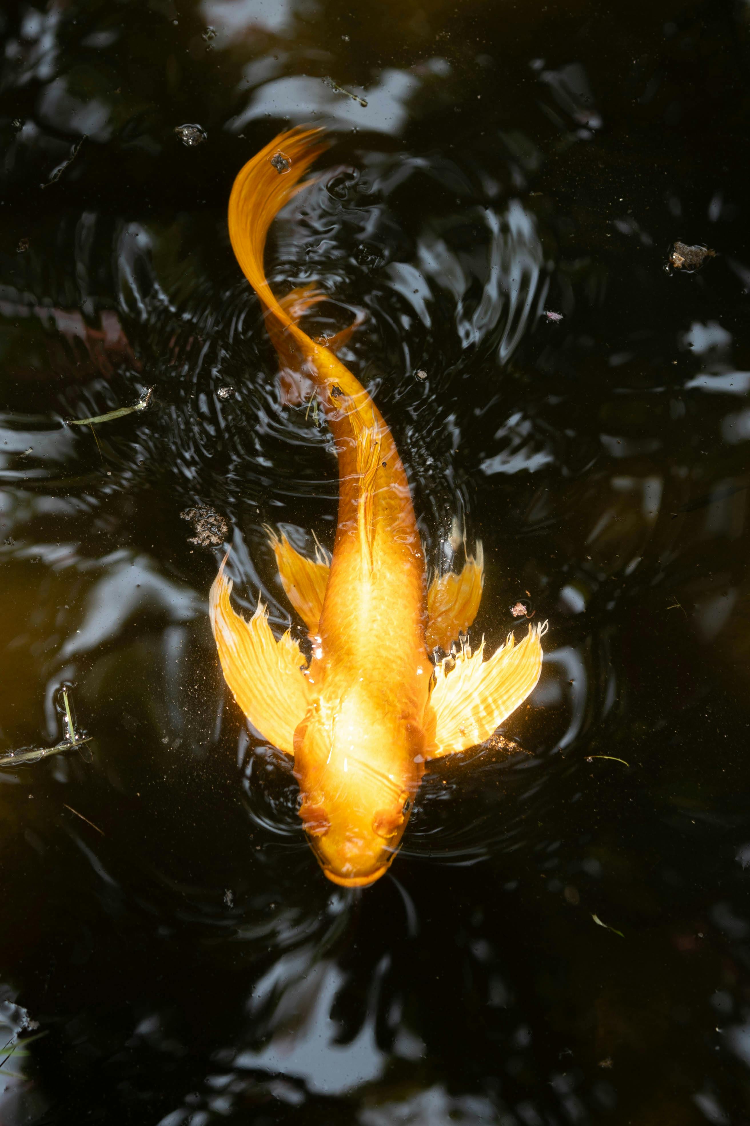 A vibrant golden koi fish gracefully swimming in a dark, peaceful pond.