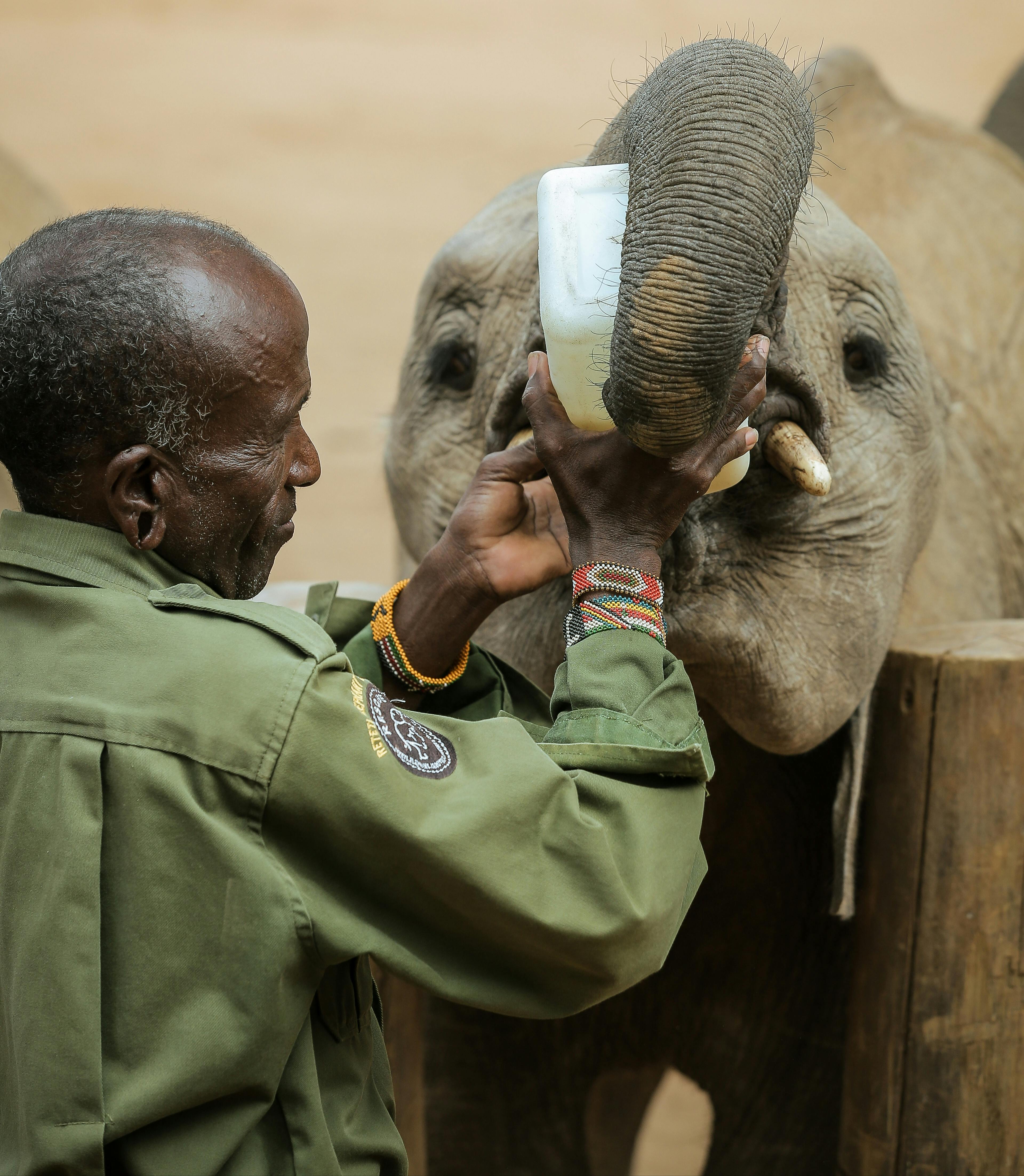 A caretaker feeds a young elephant in Samburu, Kenya, showcasing wildlife conservation efforts.