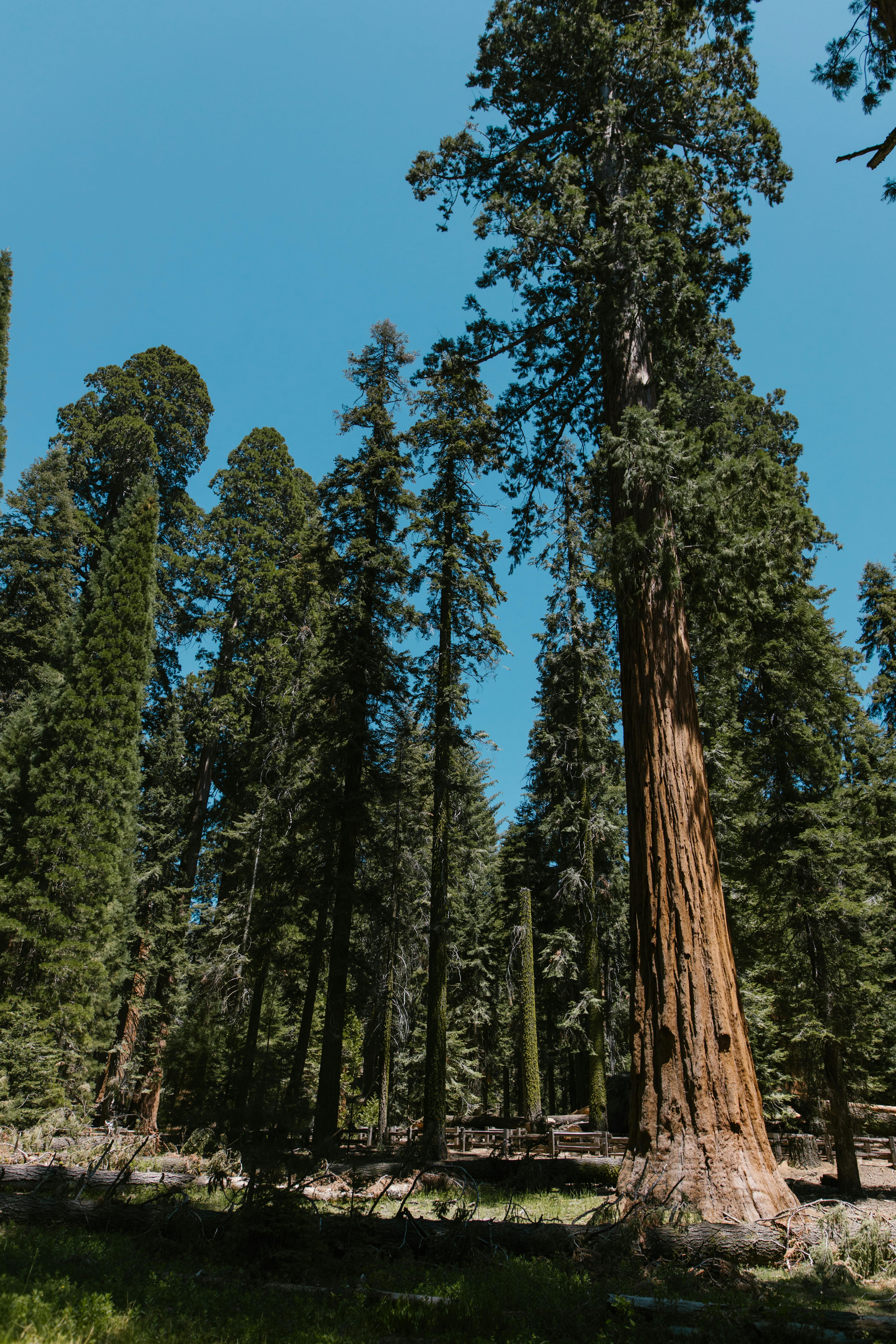 A stunning view of towering sequoia trees in a tranquil forest setting under a clear blue sky.