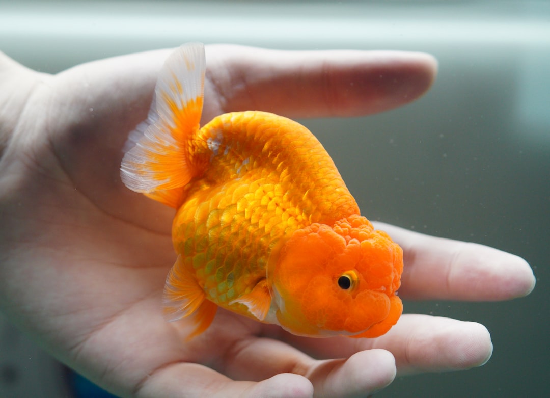 when can babies have goldfish