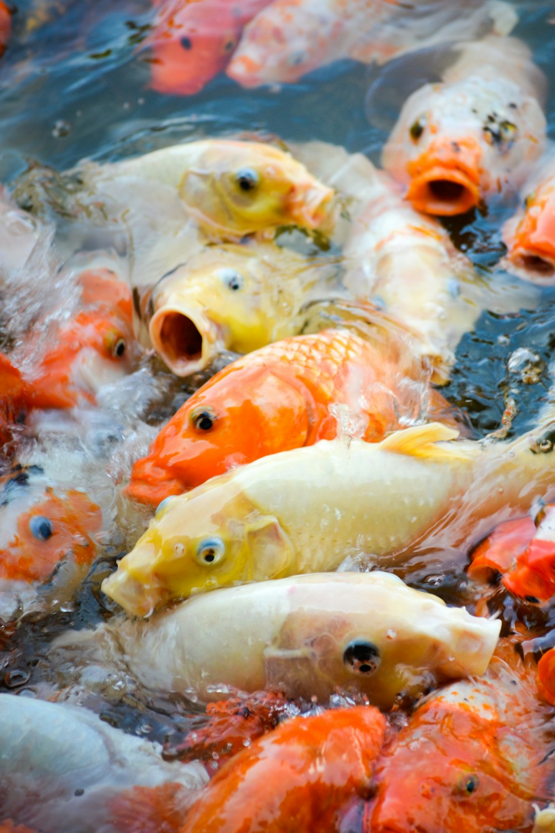 how to euthanize a fish
