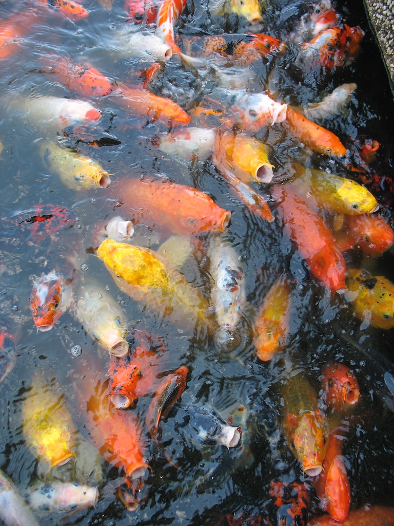 Koi