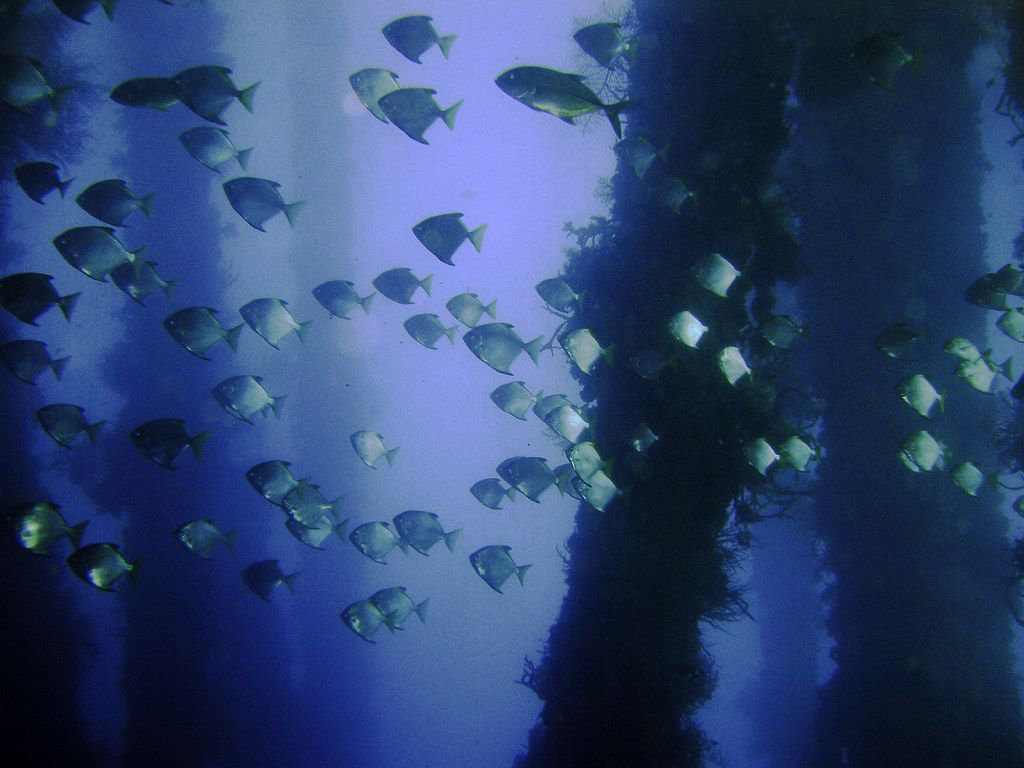Silver batfish, Ducomi pier